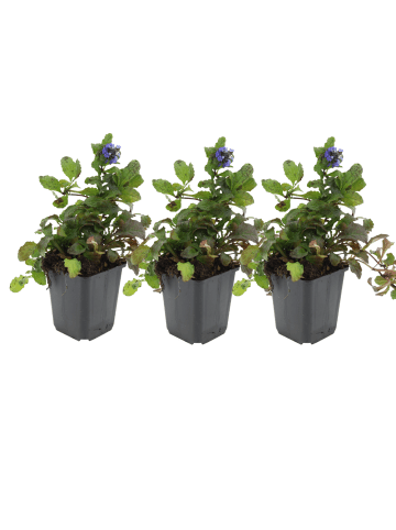 NatureNest 3 Ajuga reptans Pflanzen in Grün Topf 9 cm Höhe 15 cm
