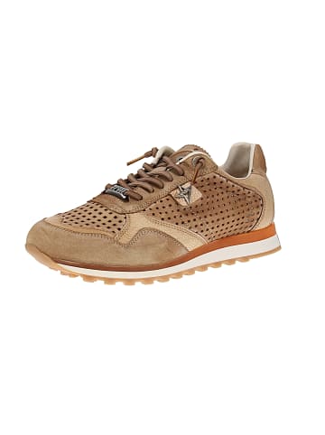 Cetti Sneaker low C-848 V25-26 in Braun