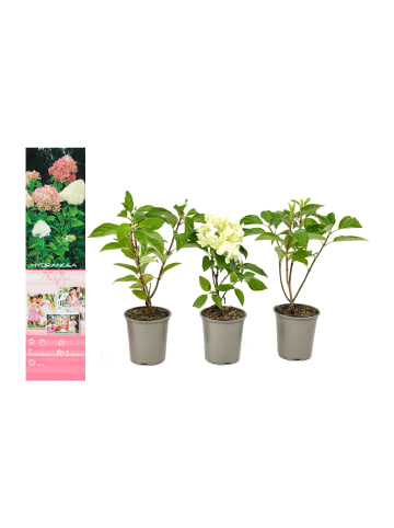 GARDENZO 3er-Set: pan. 'Phantom' Hortensien in Bunt