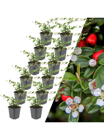 NatureNest 12 Asterpflanzen  Aster ageratoides 'Asran'  