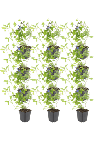 NatureNest Bleiwurz Set 12 Ceratostigma plumbaginoides winterhart