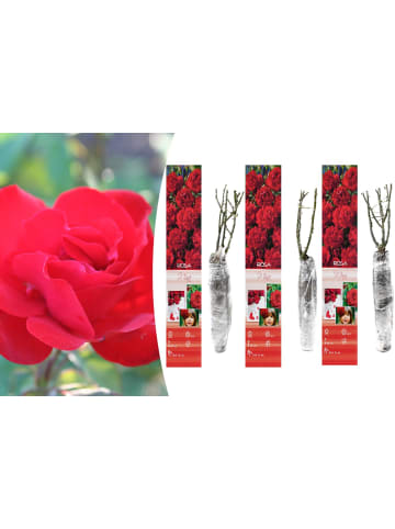 GARDENZO 3er-Set: Polyantha-Rosen in Rot
