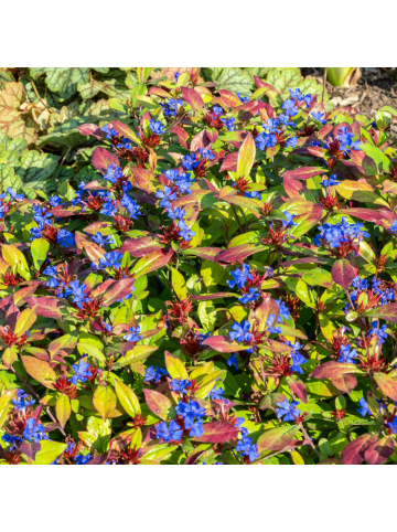 NatureNest 12er: Set Ceratostigma plumbaginoides Pflanzen in Blau