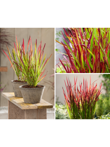 GARDENZO 8er-Set: Japanisches Blutgras Imperata cyl. Red Barron in Bunt