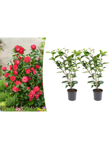 GARDENZO 2er-Set: Kamelienstrauch "Japanische Rose" XL in Rot