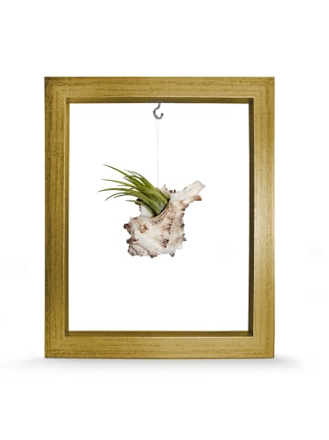 exotic living Kombination aus Muschel und Tillandsia in Rahmen gold