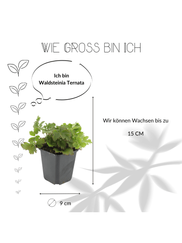 NatureNest 3 Goldbeere pflanzen  Waldsteinia ternata