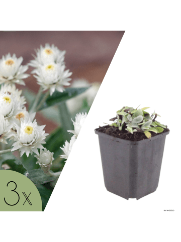 NatureNest 3er-Set: Anaphalis triplinervis Staude winterhart in Weiß