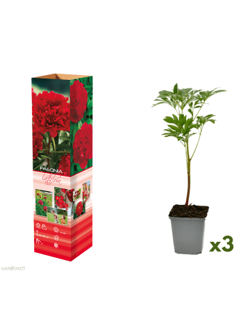 GARDENZO 3er-Set: Pfingstrose (Paeonia lactiflora) in Rot