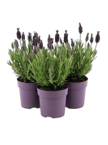 MeinVIPShop 3x Lavendel 30cm
