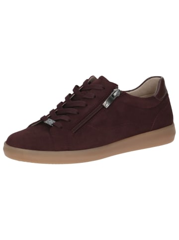 Caprice Sneaker in BORDEAUX SUEDE