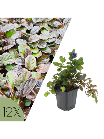 NatureNest Kriechender Günsel Set 12 Ajuga reptans winterhart