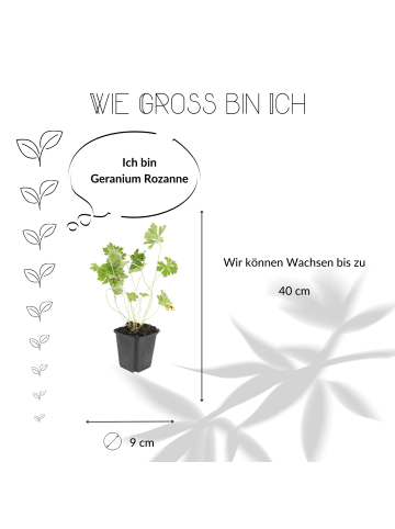 NatureNest 3 Storchschnabel pflanzen  Geranium 'Rozanne'  