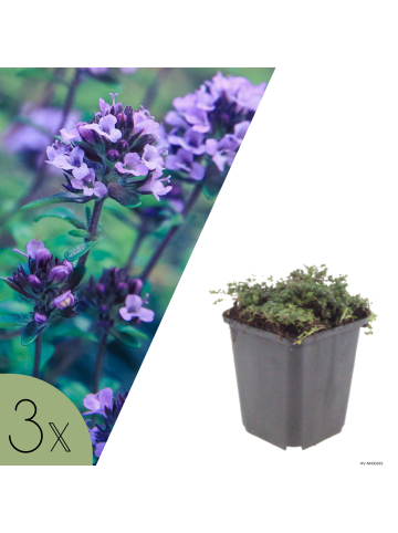 NatureNest 3er: Set Thymus praecox Purple Beauty Pflanzen in Lila