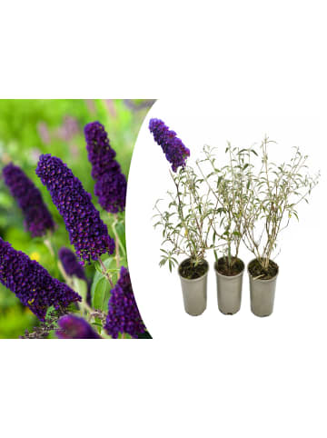 GARDENZO 3er-Set: Schmetterlingspflanzen Davidii in Schwarz/Violett