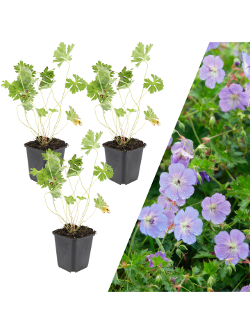 NatureNest 3 Storchschnabel pflanzen  Geranium 'Rozanne'  