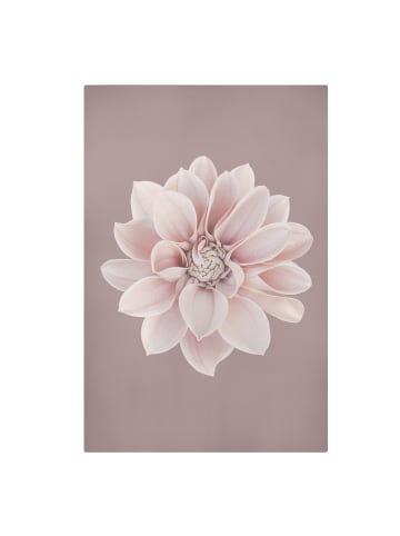 WALLART Leinwandbild - Dahlie Blume Lavendel Weiß Rosa in Rosa