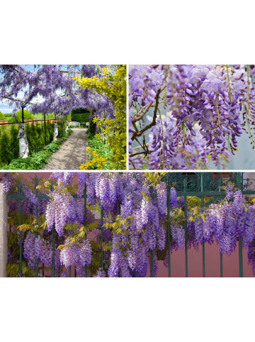 GARDENZO 3er-Set: Blaue Regenpflanzen in Lila