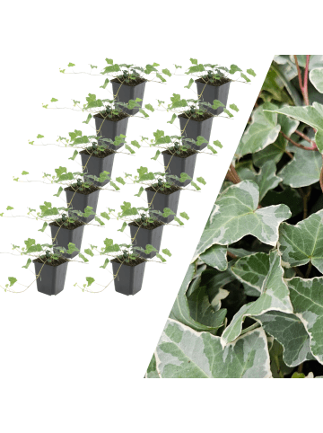 NatureNest 12 Efeu-Pflanzen  Hedera helix 'Glacier'  