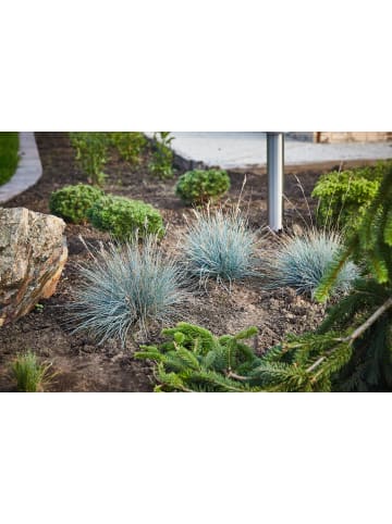 OH2 4er-Set: Festuca Glauca Elijah Blue in Blau