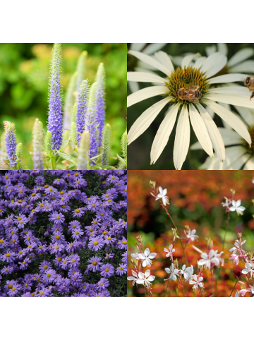 NatureNest Staudenpaket Yara weiß blühend mehrjährig in Weiß