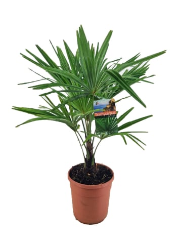 MeinVIPShop Tessinerpalme 55 cm Trachycarpus fortunei