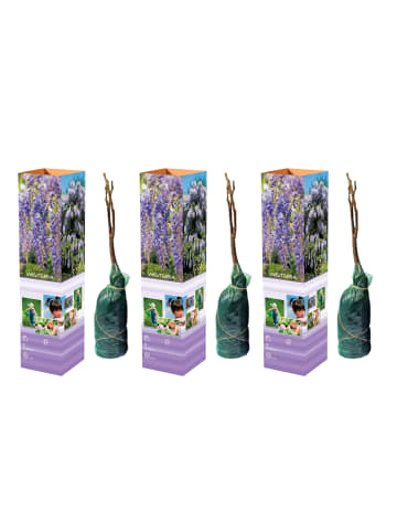 GARDENZO 3er-Set: Blaue Regenpflanzen in Lila