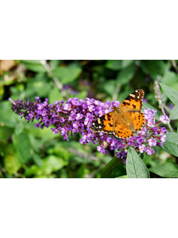 GARDENZO 6er-Set: Schmetterlingspflanzen in Lila