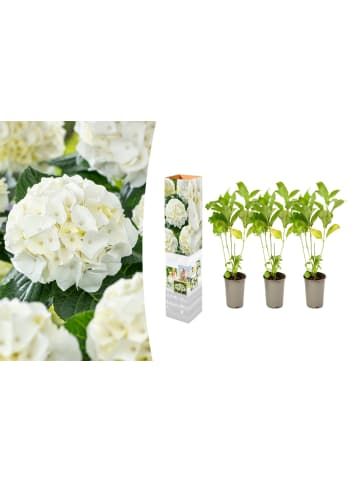 OH2 3-er: Set Hortensie (Hydrangea macrophylla) in Weiss