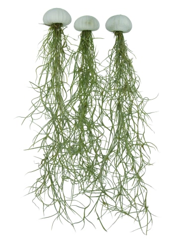 MeinVIPShop 3er Set Seeigelgehäuse weiß mit Tillandsia spanischem Moos 