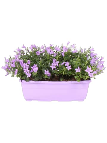MeinVIPShop Glockenblumen Arrangement 27cm