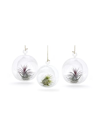 exotic living Glaskugel 3er Set mit echter Tillandsia