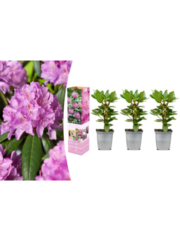 GARDENZO 3er-Set: Rhododendron Roseum Elegans in Rosa