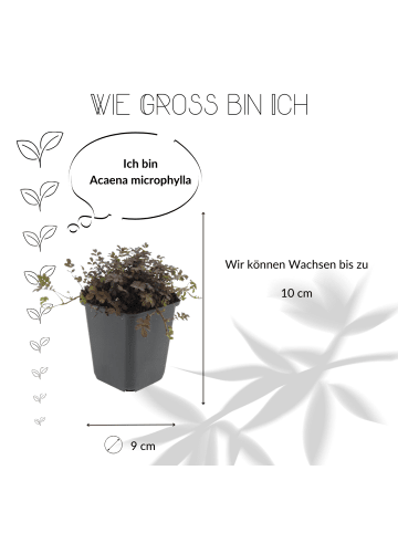 NatureNest 12 Stachelnusspflanzen  Acaena microphylla 'Kupferteppich'