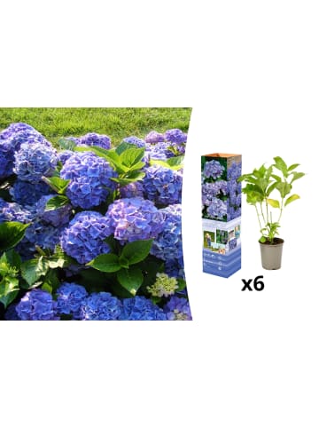 GARDENZO 6er-Set: Macrophylla Hortensien in Blau