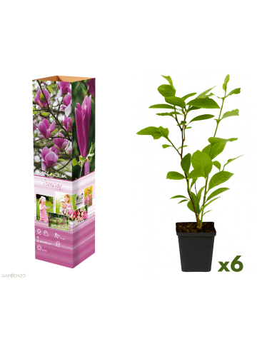 GARDENZO 6er-Set: Magnolien Susan in Rosa
