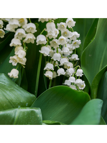 NatureNest 3er: Set Convallaria majalis Pflanzen in Weiß