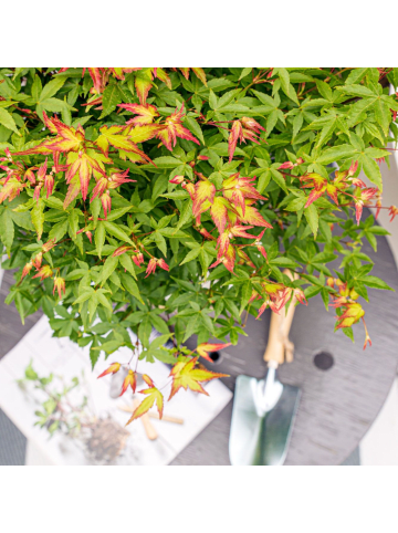 NatureNest Acer palmatum Little Princess Ahornpflanze in Grün Topf 19 cm Höhe 40 cm