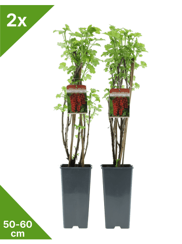 GARDENZO 2er-Set Johannisbeerpflanzen rot 50-60cm 2L Topf