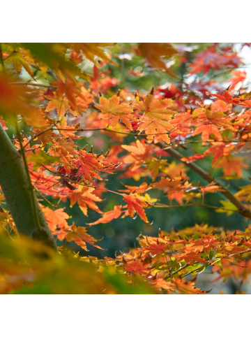 NatureNest 1 Acer pseudoplatanus Brilliantissimum Ahornbaum in Grün Topf 21 cm Höhe 100 cm Stamm 80 cm