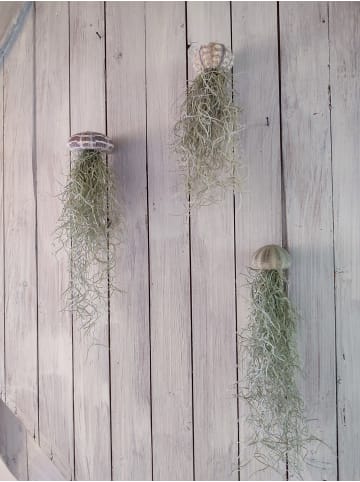 MeinVIPShop 3er Set Seeigelgehäuse mit Tillandsia Spanisch Moos