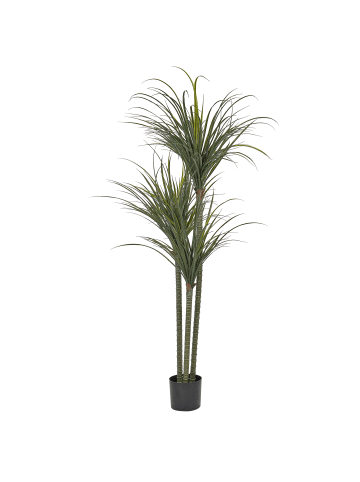 Beliani Kunstpflanze DRACAENA ANITA in Grün/Schwarz - (W) 88 x (H) 198 x (L) 88 cm