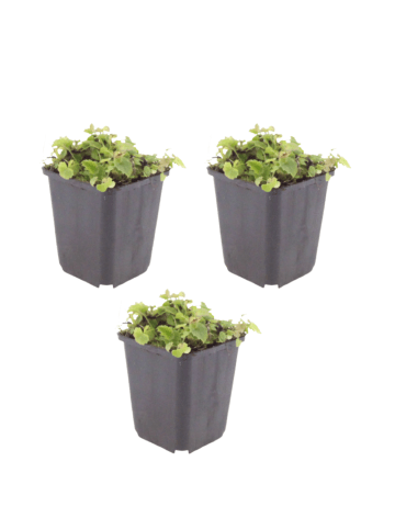 NatureNest 3er-Set: Campanula poscharskyana Bodendecker in Blau