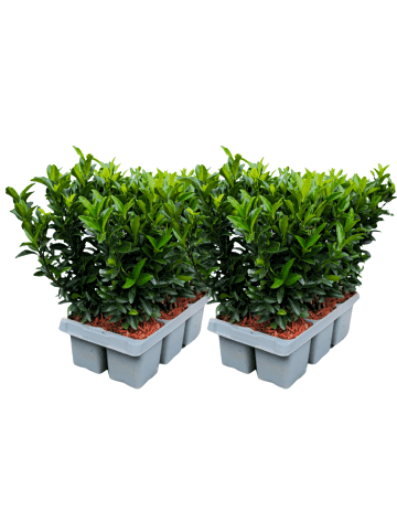 NatureNest Japanischer Spindelstrauch Set 12 Euonymus Green Spire