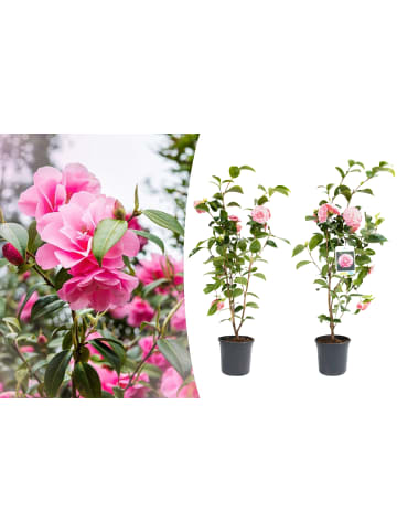 GARDENZO 2er-Set: Kamelienstrauch Japanische Rose" XL