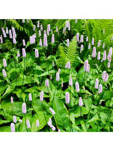 NatureNest 3er: Set Persicaria amplexicaulis Alba Pflanzen in Weiß