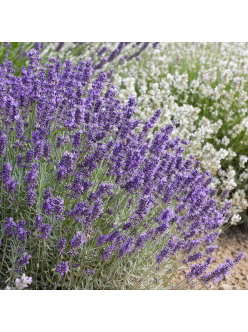 NatureNest 6 Lavendelpflanzen  Lavandula angustifolia 'Hidcote'  