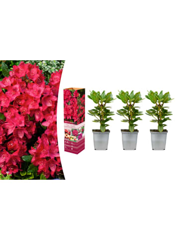 OH2 3er-Set: Rhododendron Nova Zembla in Rot