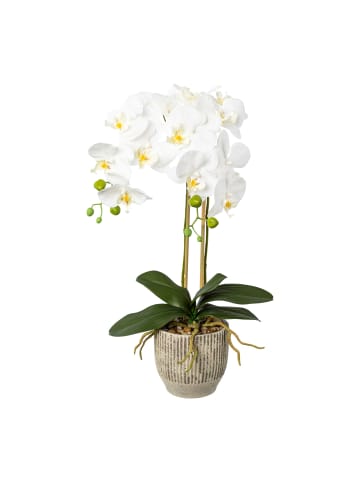 Creativ green Deko-Orchidee im Keramiktopf