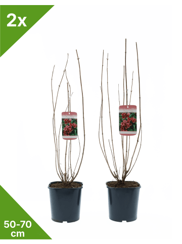 GARDENZO 2er-Set Weigelie 'Bristol Ruby' 50-70cm 2L Topf